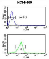 PITX1 Antibody - PITX1 Antibody flow cytometry of NCI-H460 cells (bottom histogram) compared to a negative control cell (top histogram). FITC-conjugated goat-anti-rabbit secondary antibodies were used for the analysis.