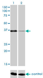 PITX1 Antibody - Western blot analysis of PITX1 over-expressed 293 cell line, cotransfected with PITX1 Validated Chimera RNAi (Lane 2) or non-transfected control (Lane 1). Blot probed with PITX1 monoclonal antibody (M01), clone 5G4 . GAPDH ( 36.1 kDa ) used as specificity and loading control.