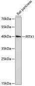 PITX1 Antibody - Western blot analysis of extracts of rat pancreas using PITX1 Polyclonal Antibody at dilution of 1:3000.