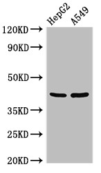 PITX2 / RGS Antibody - Positive WB detected in:HepG2 whole cell lysate,A549 whole cell lysate;All lanes:PITX2 antibody at 3?g/ml;Secondary;Goat polyclonal to rabbit IgG at 1/50000 dilution;Predicted band size: 36,31 KDa;Observed band size: 42 KDa;
