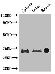 PITX3 Antibody - Positive WB detected in:Mouse spleen tissue,Mouse lung tissue,Mouse brain tissue;All lanes: PITX3 antibody at 2.7ug/ml;Secondary;Goat polyclonal to rabbit IgG at 1/50000 dilution;Predicted band size: 32 kDa;Observed band size: 32 kDa;