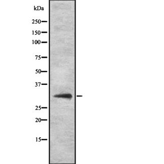 PITX3 Antibody - Western blot analysis of PITX3 using COS7 whole cells lysates