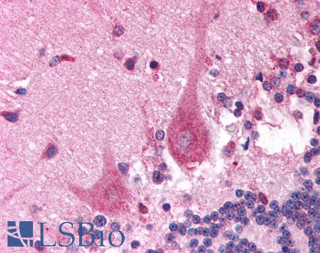 PITX3 Antibody - Anti-PITX3 antibody IHC of human brain, cerebellum. Immunohistochemistry of formalin-fixed, paraffin-embedded tissue after heat-induced antigen retrieval. Antibody concentration 5 ug/ml.  This image was taken for the unconjugated form of this product. Other forms have not been tested.