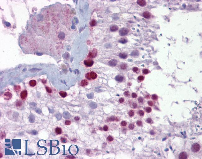 PITX3 Antibody - Anti-PITX3 antibody IHC of human testis. Immunohistochemistry of formalin-fixed, paraffin-embedded tissue after heat-induced antigen retrieval. Antibody concentration 5 ug/ml.  This image was taken for the unconjugated form of this product. Other forms have not been tested.