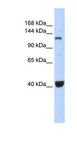 PIWIL1 / PIWI Antibody - PIWIL1 antibody Western blot of CCRF-CEM lysate. This image was taken for the unconjugated form of this product. Other forms have not been tested.