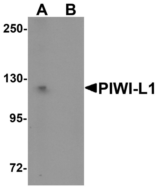 PIWIL1 / PIWI Antibody - Western blot analysis of PIWI-L1 in HepG2 cell lysate with PIWI-L1 antibody at 1 ug/ml in (A) the absence and (B) the presence of blocking peptide.