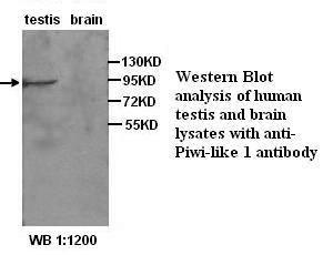 PIWIL1 / PIWI Antibody
