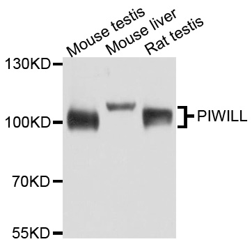 PIWIL1 / PIWI Antibody - Western blot analysis of extract of various cells.