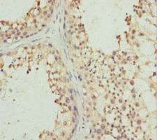 PIWIL1 / PIWI Antibody - Immunohistochemistry of paraffin-embedded human testis tissue at dilution 1:100