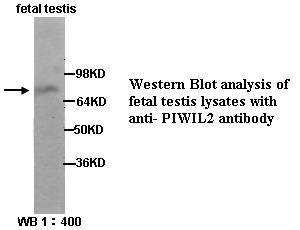 PIWIL2 Antibody