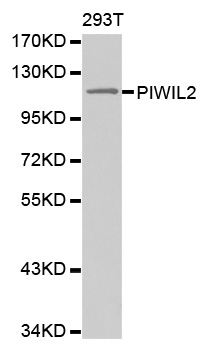 PIWIL2 Antibody - Western blot analysis of extracts of 293T cells.