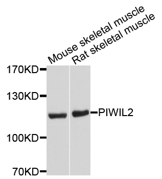 PIWIL2 Antibody - Western blot analysis of extracts of various cells.