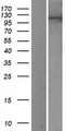 PIWIL2 Protein - Western validation with an anti-DDK antibody * L: Control HEK293 lysate R: Over-expression lysate