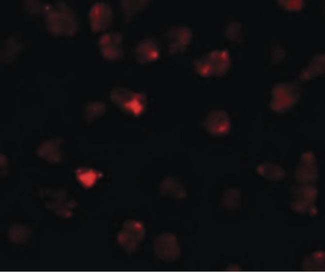 PIWIL3 Antibody - Immunofluorescence of PIWI-L3 in 3T3 cells with PIWI-L3 antibody at 20 ug/ml.