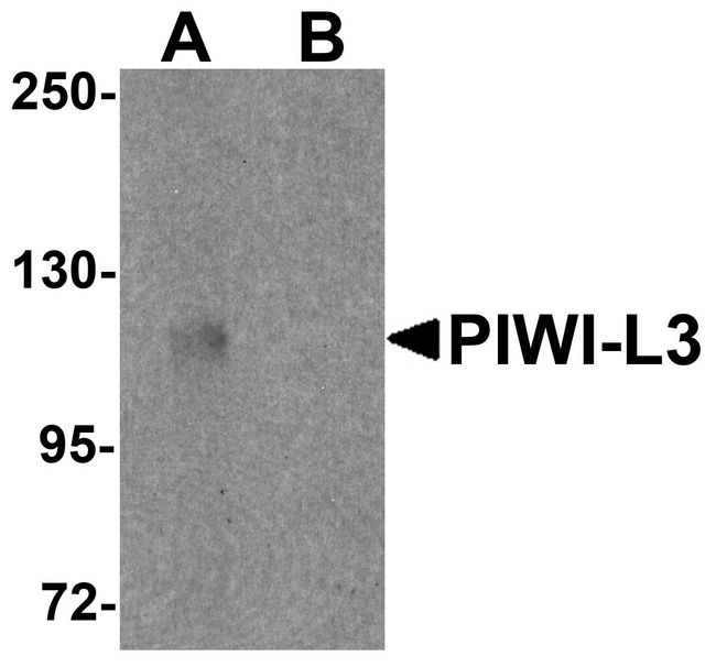 PIWIL3 Antibody - Western blot analysis of PIWI-L3 in 3T3 cell lysate with PIWI-L3 antibody at 1 ug/ml in (A) the absence and (B) the presence of blocking peptide.