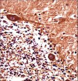 PJA1 / PRAJA1 Antibody - PJA1 Antibody immunohistochemistry of formalin-fixed and paraffin-embedded human cerebellum tissue followed by peroxidase-conjugated secondary antibody and DAB staining.