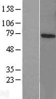 PJA1 / PRAJA1 Protein - Western validation with an anti-DDK antibody * L: Control HEK293 lysate R: Over-expression lysate