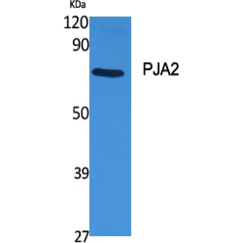PJA2 Antibody - Western blot of PJA2 antibody