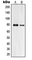 PJA2 Antibody - Western blot analysis of Praja2 expression in HeLa (A); HL60 (B) whole cell lysates.