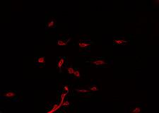 PJA2 Antibody - Staining HeLa cells by IF/ICC. The samples were fixed with PFA and permeabilized in 0.1% Triton X-100, then blocked in 10% serum for 45 min at 25°C. The primary antibody was diluted at 1:200 and incubated with the sample for 1 hour at 37°C. An Alexa Fluor 594 conjugated goat anti-rabbit IgG (H+L) Ab, diluted at 1/600, was used as the secondary antibody.