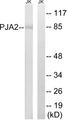 PJA2 Antibody - Western blot analysis of extracts from Jurkat cells, using PJA2 antibody.