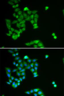 PJA2 Antibody - Immunofluorescence analysis of U2OS cells using PJA2 Polyclonal Antibody.