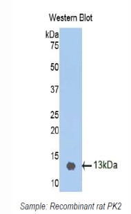 PK2 / PROK2 Antibody - Western blot of recombinant PK2 / PROK2.  This image was taken for the unconjugated form of this product. Other forms have not been tested.