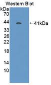 PK2 / PROK2 Antibody - Western blot of PK2 / PROK2 antibody.