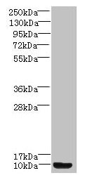 PK2 / PROK2 Antibody - Western blot All lanes: Prok2 antibody at 3µg/ml + Mouse small intestine tissue Secondary Goat polyclonal to rabbit IgG at 1/10000 dilution Predicted band size: 15, 12, 9 kDa Observed band size: 9 kDa