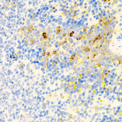 PK2 / PROK2 Antibody - Immunohistochemistry of paraffin-embedded mouse spleen tissue.