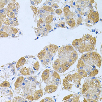 PK2 / PROK2 Antibody - Immunohistochemistry of paraffin-embedded human stomach tissue.