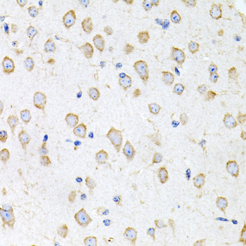 PK2 / PROK2 Antibody - Immunohistochemistry of paraffin-embedded mouse brain tissue.