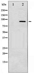 PKC / Protein Kinase C Antibody - Western blot of PKC-pan expression in NIH-3T3 whole cell lysates,The lane on the left is treated with the antigen-specific peptide.