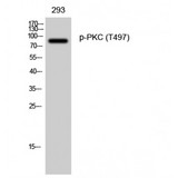 PKC / Protein Kinase C Antibody - Western blot of Phospho-PKC (T497) antibody