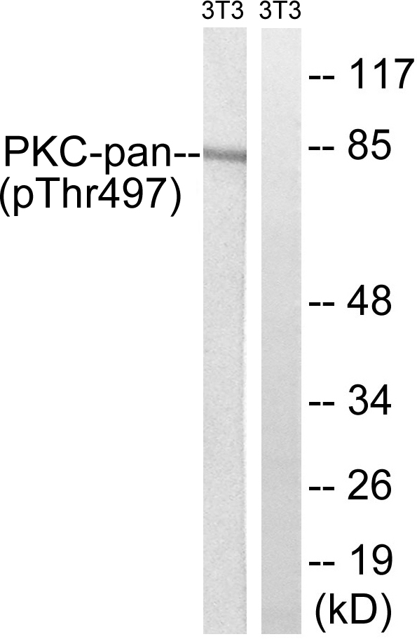 PKC / Protein Kinase C Antibody - Western blot analysis of lysates from NIH/3T3 cells treated with PMA 250ng/ml 15', using PKC-pan (Phospho-Thr497) Antibody. The lane on the right is blocked with the phospho peptide.