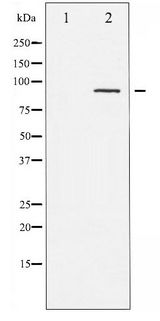 PKC / Protein Kinase C Antibody - Western blot of PKC-pan phosphorylation expression in NIH-3T3 whole cell lysates,The lane on the left is treated with the antigen-specific peptide.