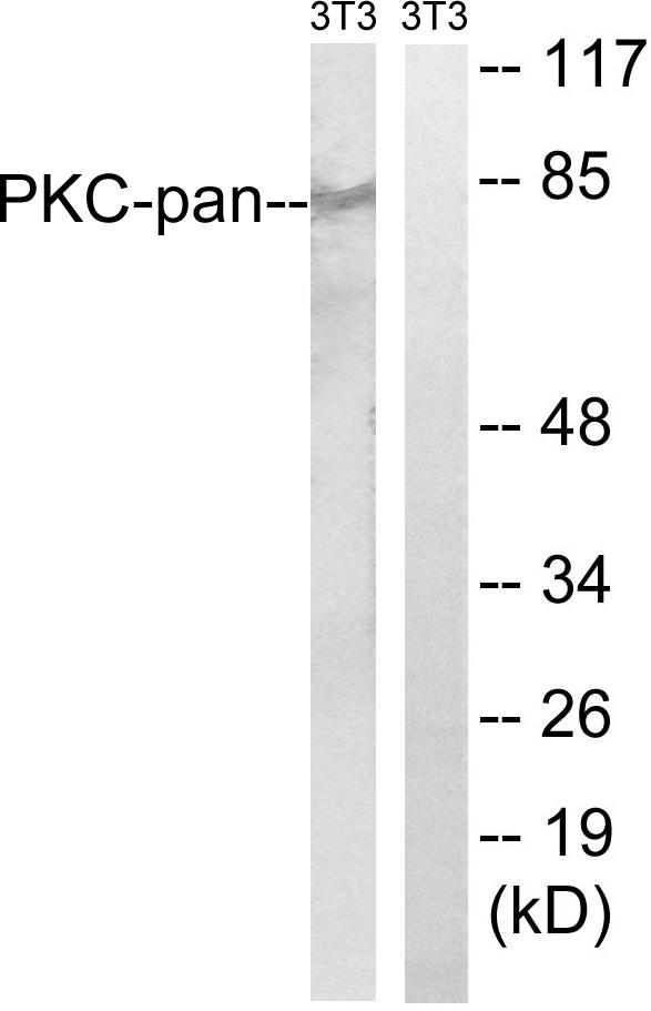 PKC / Protein Kinase C Antibody - Western blot analysis of extracts from NIH/3T3 cells, treated with PMA (250ng/ml, 15mins), using PKC-pan (Ab-497) antibody.