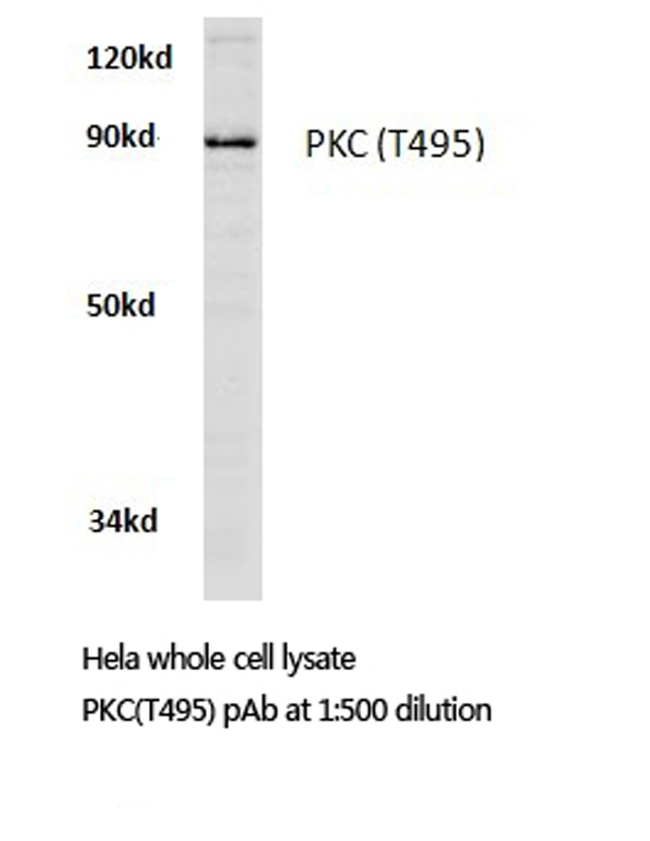 PKC / Protein Kinase C Antibody - Western blot of PKC-pan (T495) pAb in extracts from HeLa cells.