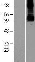 PKD2L1 Protein - Western validation with an anti-DDK antibody * L: Control HEK293 lysate R: Over-expression lysate
