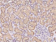 PKD2L2 Antibody - Immunochemical staining of human PKD2L2 in human kidney with rabbit polyclonal antibody at 1:100 dilution, formalin-fixed paraffin embedded sections.