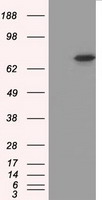 PKG / PRKG1 Antibody - HEK293T cells were transfected with the pCMV6-ENTRY control (Left lane) or pCMV6-ENTRY PRKG1 (Right lane) cDNA for 48 hrs and lysed. Equivalent amounts of cell lysates (5 ug per lane) were separated by SDS-PAGE and immunoblotted with anti-PRKG1.