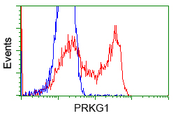 PKG / PRKG1 Antibody - HEK293T cells transfected with either overexpress plasmid (Red) or empty vector control plasmid (Blue) were immunostained by anti-PRKG1 antibody, and then analyzed by flow cytometry.