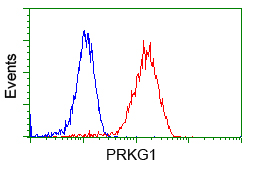 PKG / PRKG1 Antibody - Flow cytometric Analysis of Jurkat cells, using anti-PRKG1 antibody, (Red), compared to a nonspecific negative control antibody, (Blue).