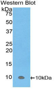 PKIA Antibody - Western blot of recombinant PKIA.  This image was taken for the unconjugated form of this product. Other forms have not been tested.