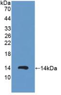 PKIA Antibody - Western Blot; Sample: Recombinant PKIa, Human.