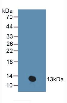 PKIB Antibody - Western Blot; Sample: Human Placenta Tissue.