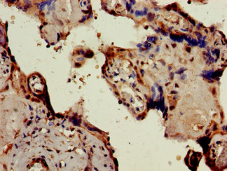 PKIB Antibody - Immunohistochemistry of paraffin-embedded human placenta tissue using PKIB Antibody at dilution of 1:100