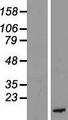 PKIB Protein - Western validation with an anti-DDK antibody * L: Control HEK293 lysate R: Over-expression lysate