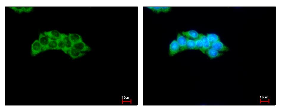 PKLR Antibody - Pyruvate Kinase (liver/RBC) antibody detects PKLR protein at Cytoplasm by immunofluorescent analysis. HepG2 cells were fixed in -20 100% MeOH for 5 min. PKLR protein stained by Pyruvate Kinase (liver/RBC) antibody diluted at 1:500. 