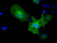 PKLR Antibody - Anti-PKLR mouse monoclonal antibody  immunofluorescent staining of COS7 cells transiently transfected by pCMV6-ENTRY PKLR.